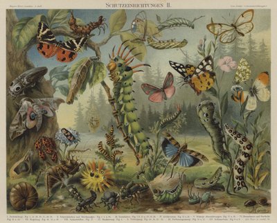 Självförsvarsmekanismer hos insekter (färg litho) av German School