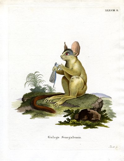 Senegal Bushbaby (färgad gravyr) av German School
