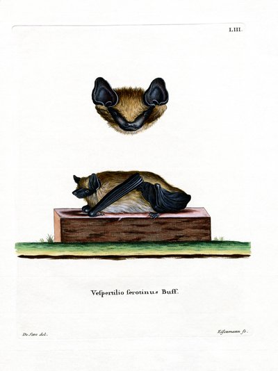Serotinfladdermus (färgad gravyr) av German School