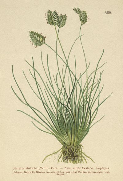 Sesleria (Sesleria disticha, Oreochloa disticha) av German School