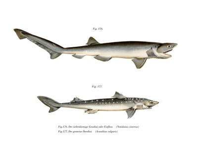 Sharpnose Sevengill Shark (färg litho) av German School