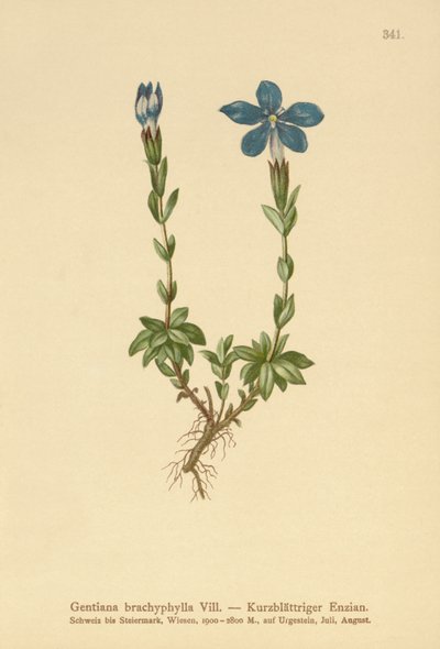 Kortbladig gentiana (Gentiana brachyphylla) av German School