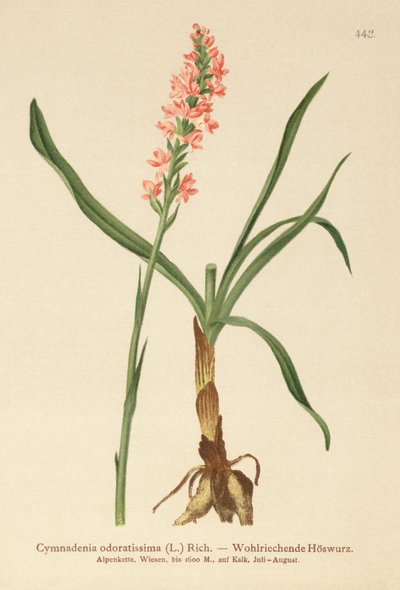 Kortsporrad doftorkidé (Gymnadenia odoratissima) av German School