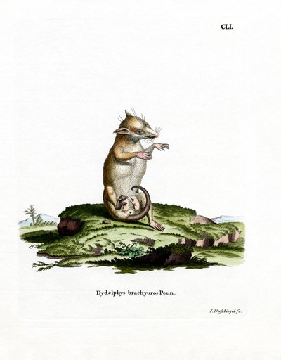 Kortstjärtad opossum (färgad gravyr) av German School