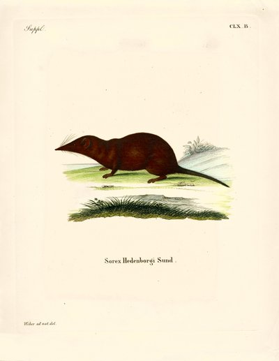 Shrew (färgad gravyr) av German School