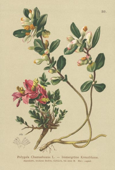 Buskig mjölkört (Polygala Chamaebuxus) av German School