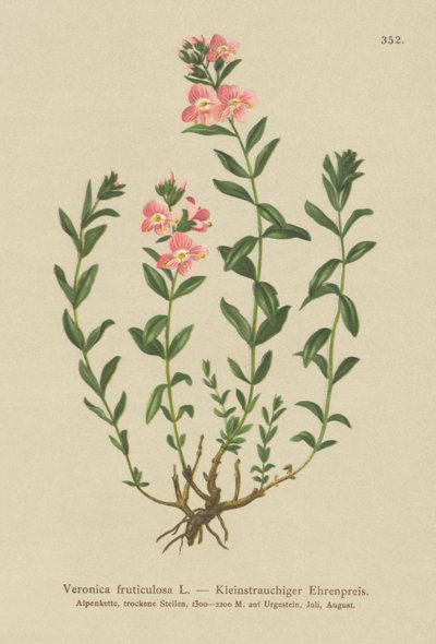 Shrubby Speedwell (Veronica fruticulosa, Veronica frutescens) av German School