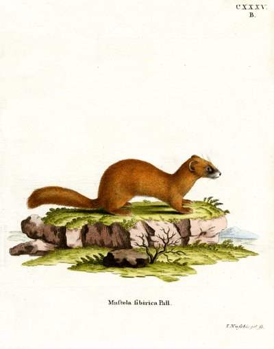 Sibirisk vessla (färgad gravyr) av German School