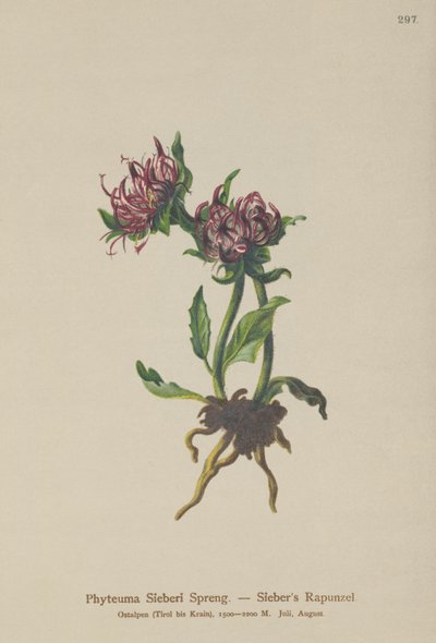 Siebers Rampion (Phyteuma Sieberi) av German School