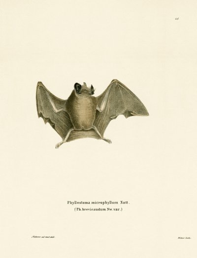 Silky Short-tailed Bat (färgad gravyr) av German School