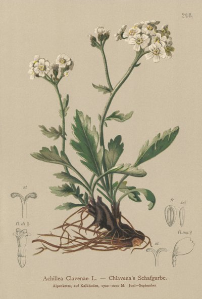 Silveryarrow (Achillea Clavenae) av German School