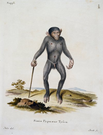 Simia pygmaeus, från Däggdjur illustrerade från naturen med beskrivningar, av Johann Christian Daniel von Schreber (1739-1810), gravyr av IC Bock, Tyskland av German School