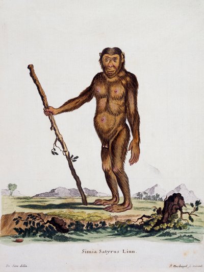 Simia satyrus, från däggdjur illustrerade från naturen med beskrivningar, av Johann Christian Daniel von Schreber (1739-1810), gravyr av I Nusbiegel efter teckning av De Seve, Tyskland av German School