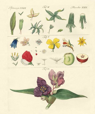 Enstaka blomdelar av German School