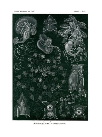 Siphonophorae, 1899-1904 av German School