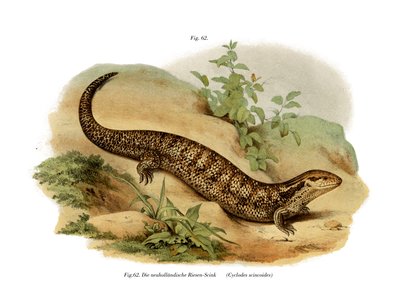 Skink (färg litho) av German School