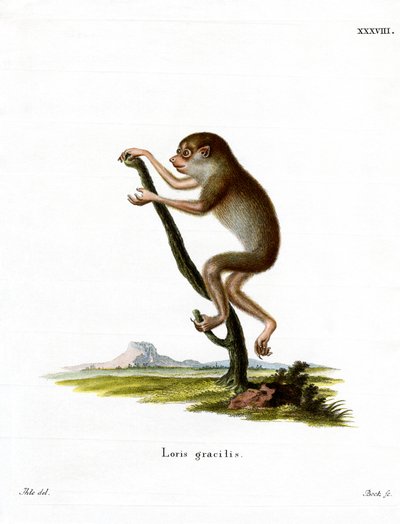 Slank Loris (färgad gravyr) av German School