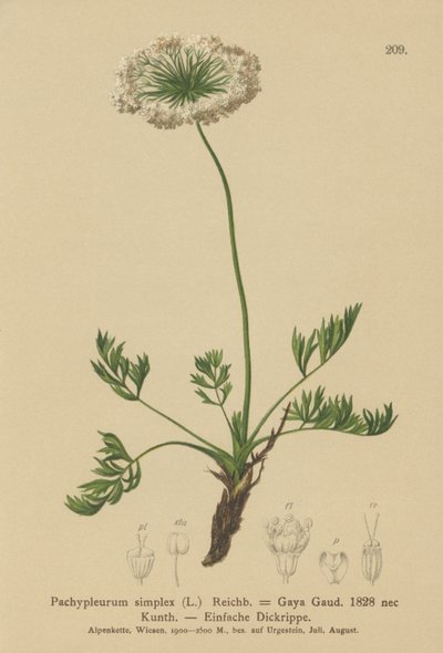 Liten alpin libbsticka (Pachypleurum mutellinoides, Pachypleurum simplex, Pachypleurum alpinum, Pachypleurum simplex, Neogaya simplex, Gaya simplex, Ligusticum simplex) av German School