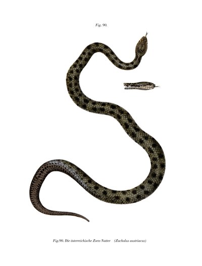 Smooth Snake (färg litho) av German School