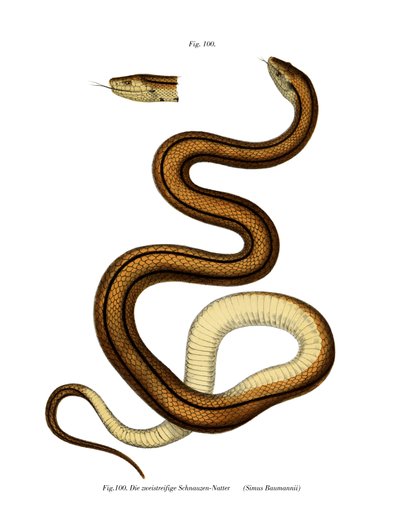 Orm (färg litho) av German School