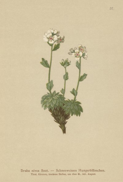 Snövit Whitlow-grass (Draba nivea) av German School