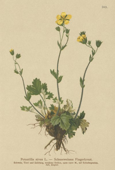 Snow Cinquefoil (Potentilla nivea) av German School
