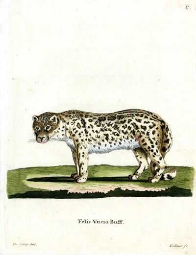 Snow Leopard (färgad gravyr) av German School
