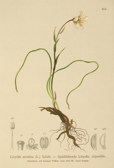 Snowdon Lily (Lloydia serotina, Gagea serotina, Lloydia alpina, Lloydia striata) av German School
