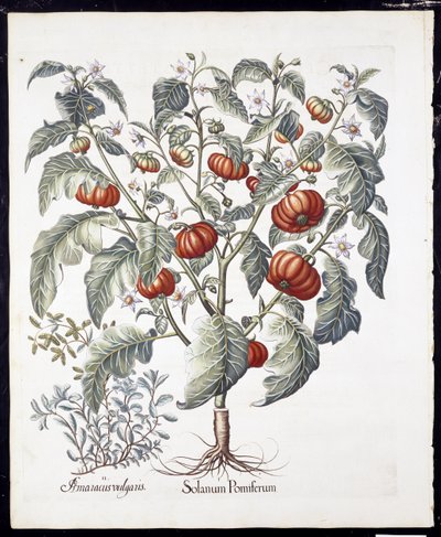 Solanum Pomiferum från Hortus Eystettensis av Basil Besler (1561-1629) pub 1613 (handfärgad gravyr) av German School