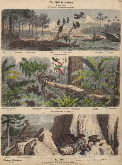 Sydamerika: mynning i Guyana; djungeln i Brasilien; Chilenska Anderna (färgad gravyr) av German School
