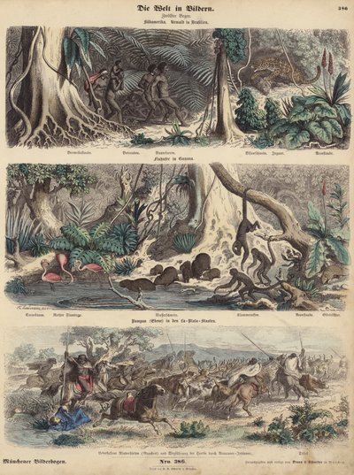 Sydamerika: djungel i Brasilien; flodstranden i Guyana; Indianer överraskar Gauchos på Pampas och ger sig av med sin boskapshjord. (färgad gravyr) av German School