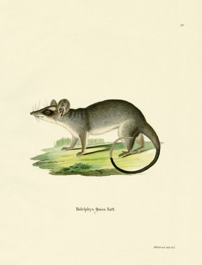 Sydöstra Fyrögd Opossum av German School