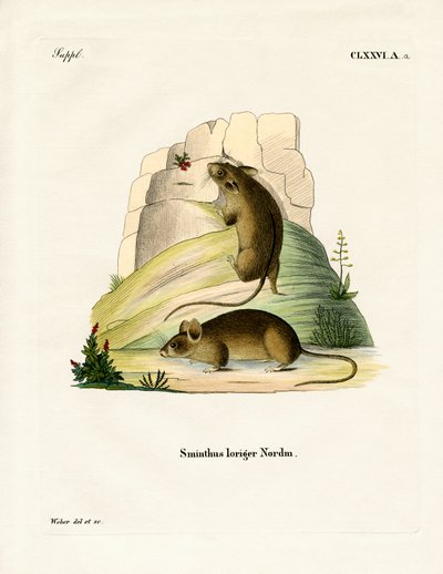 Southern Birch Mouse (färgad gravyr) av German School