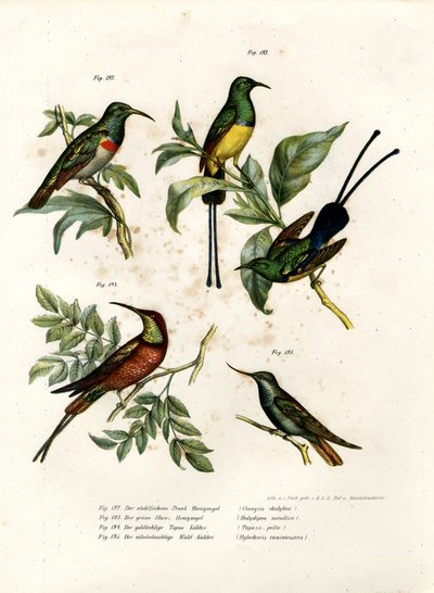 Southern Double-collared Sunbird, 1864 av German School