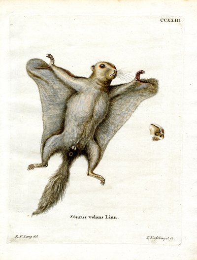 Southern Flying Squirrel (färgad gravyr) av German School