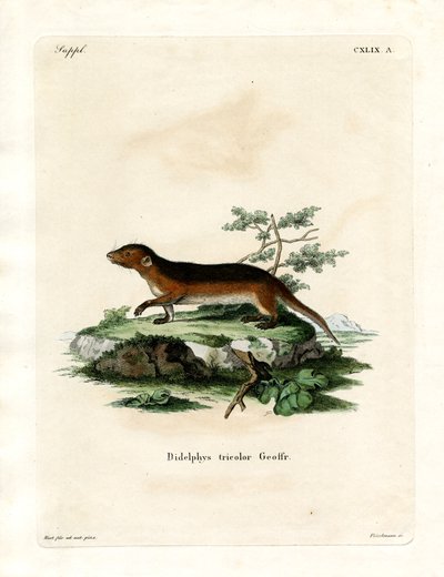 Southern Red-sided Opossum (färgad gravyr) av German School