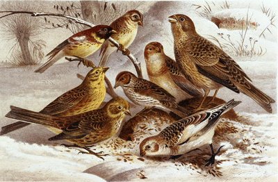 Sparrows, tallrik från "Brehms Tierleben: Allgemeine Kunde des Tierreichs", vol 4, sid. 335, utgiven av Bibliographisches Institut av German School
