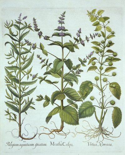 Grönmynta, romersk nässla och långbladig hästmynta, från Hortus Eystettensis, av Basil Besler (1561-1629), pub. 1613 (handfärgad gravyr) av German School