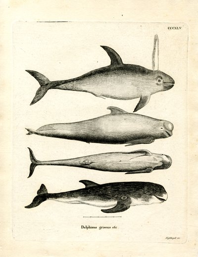 Arter av delfiner (färgad gravyr) av German School