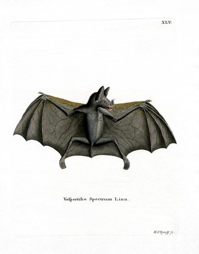 Spectral Bat (färgad gravyr) av German School