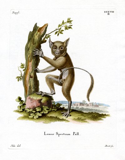 Spectral Tarsier (färgad gravyr) av German School