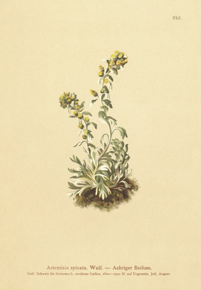 Piggad malört (Artemisia spicata, Artemisia bocconei, Artemisia genipi) av German School