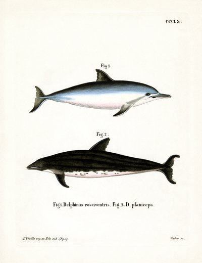 Spinner Dolphin (färgad gravyr) av German School