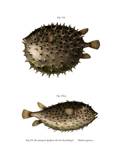 Spotfin Burrfish (färg litho) av German School