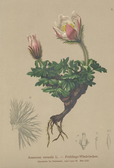 Våranemon (Anemone vernalis, Pulsatilla vernalis) av German School