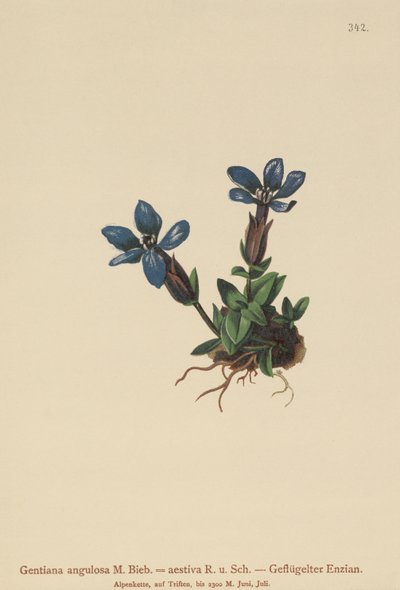 Vårgentiana (Gentiana verna, Gentiana angulosa, Gentiana aestiva) av German School