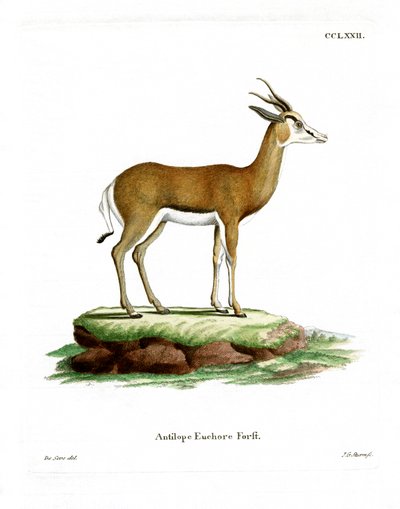 Springbok (färgad gravyr) av German School