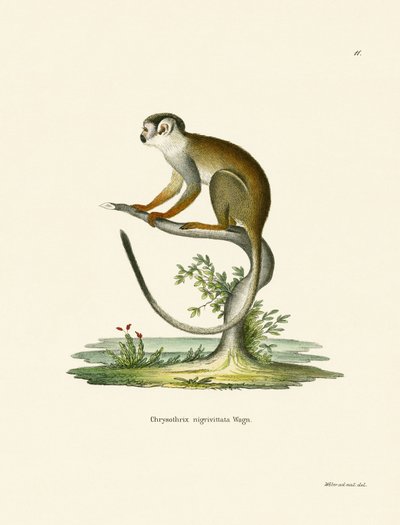 Squirrel Monkey (färgad gravyr) av German School