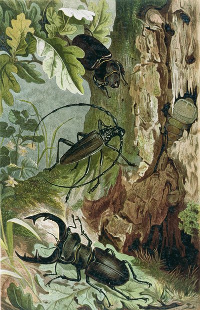 Stag Beetle and Longicorn Beetle, tallrik från Brehms Tierleben: Allgemeine Kunde des Tierreichs, vol.9, s.80, utgiven av Bibliographic Institute, 1892 av German School
