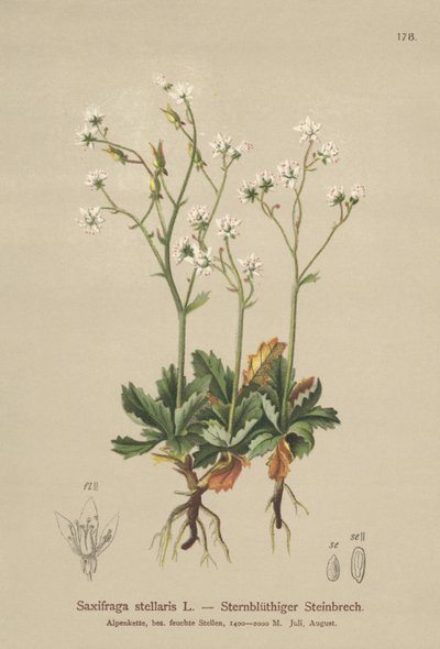 Starry Saxifrage (Saxifraga stellaris) av German School